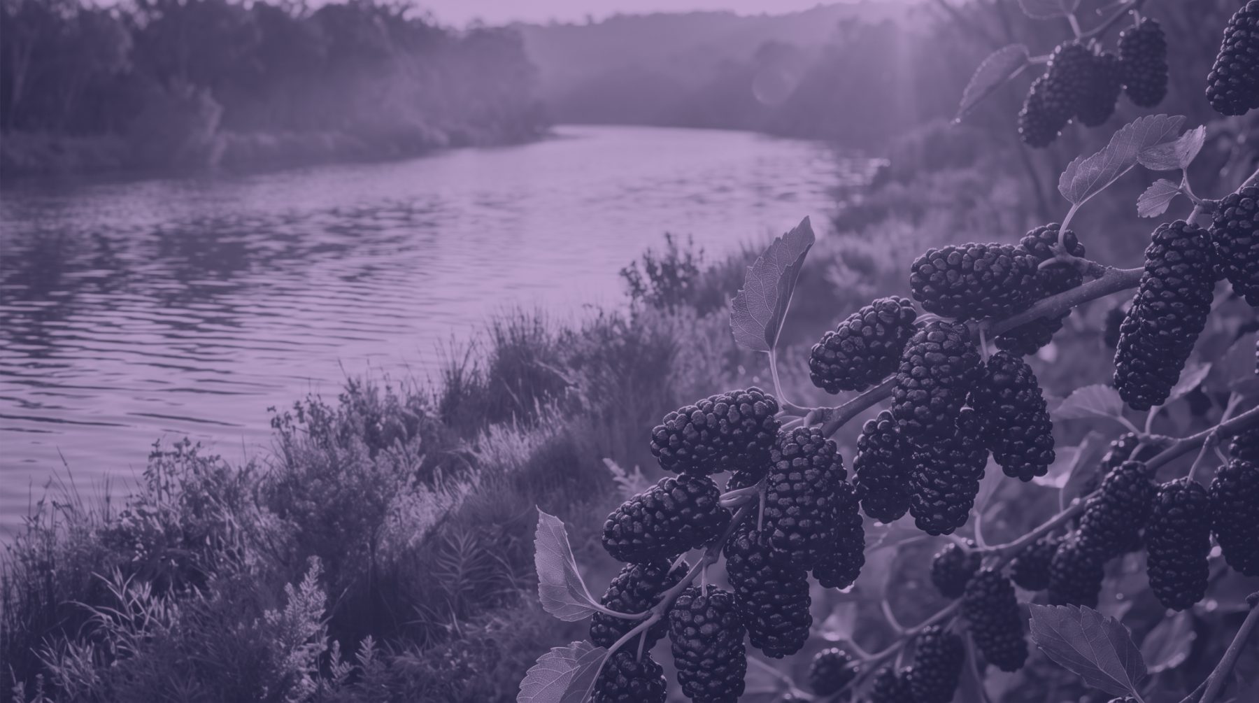 Certified organic Australian mulberries from Nockburra Creek Farm